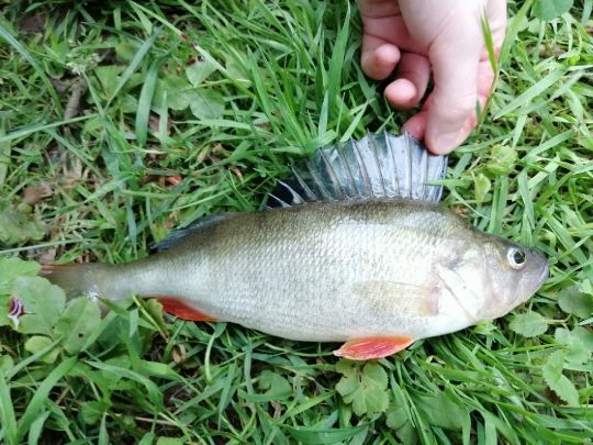 Kinzig (Gelnhausen)-4