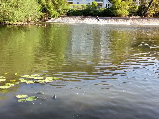 Kinzig (Gelnhausen)-2