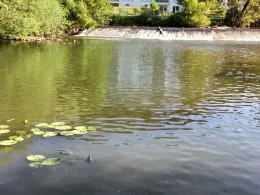 Kinzig (Gelnhausen)-2