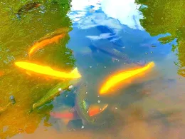 Forellensee Breitscheid-1