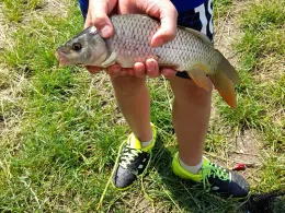 Schmerzer Teich (Muldestausee)-3