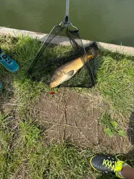 Schmerzer Teich (Muldestausee)-4