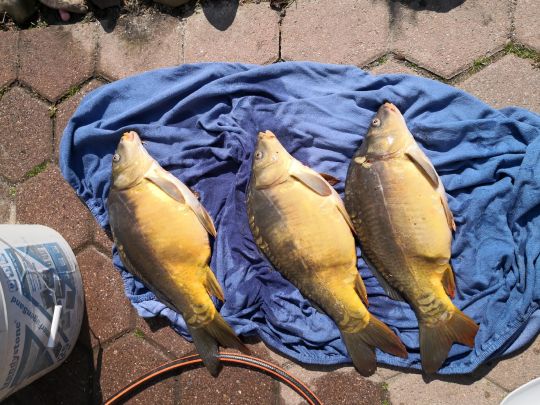 Reihersee (Gebhardshagen)-1