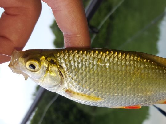 Phönixsee (Beckum)-0