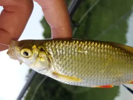 Phönixsee (Beckum)-0