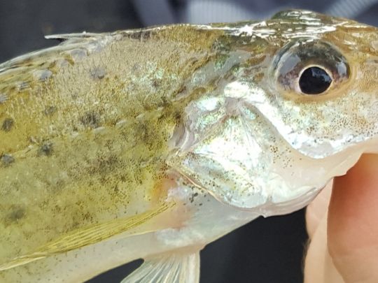 Phönixsee (Beckum)-1