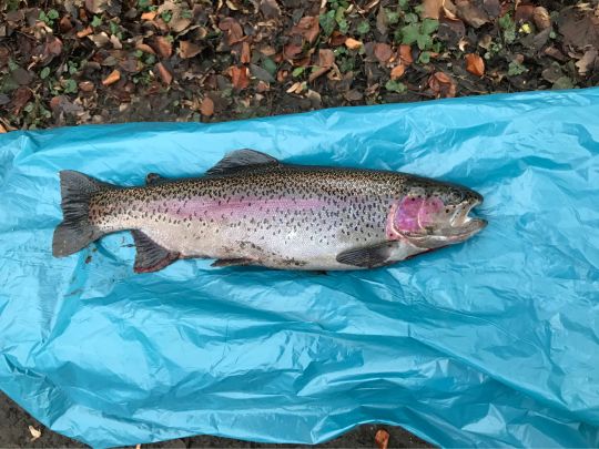 Angelpark Diepeschrather Mühle-3