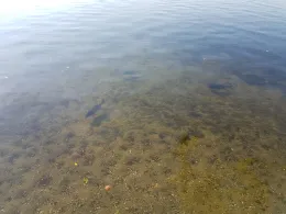 Kalksee (Rüdersdorf)-4