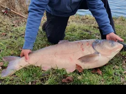 Mooswäldchen (Haßfurt)