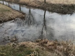 Schwarzer Schöps (Mücka)-1