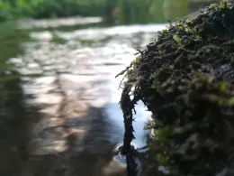 Linde (Neubrandenburg)