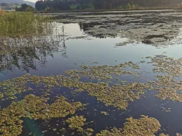 Hengelesweiher (Isny)-4