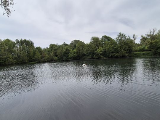 Moselweiher (Wellenstein)