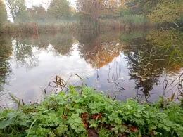 Feuerwehrteich (Homfeld)