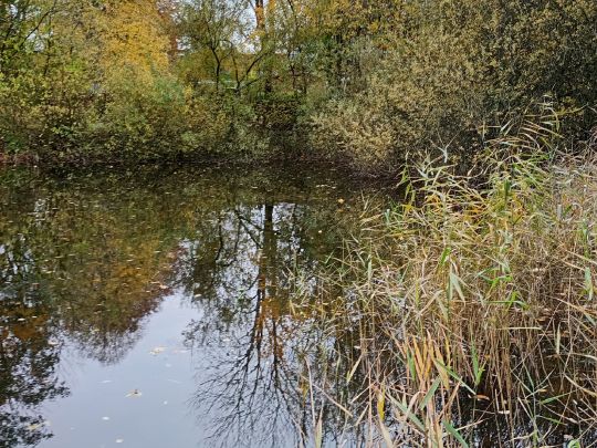 Feuerwehrteich (Homfeld)-4