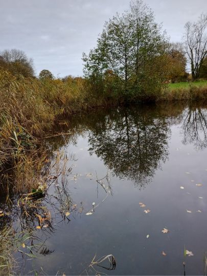 Feuerwehrteich (Homfeld)-3