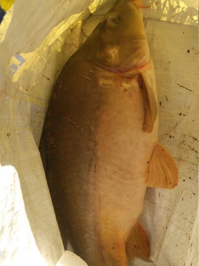 Nassauer See-2