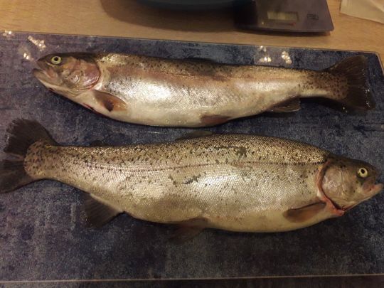 Forellensee Lutter am Barenberge-4