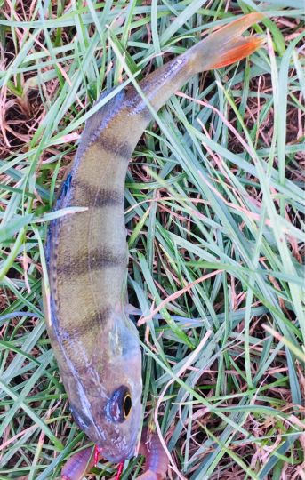 Angelteiche Lohrhaupten-4