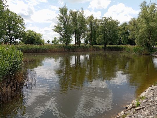 Dorfteich Mötzlich-1