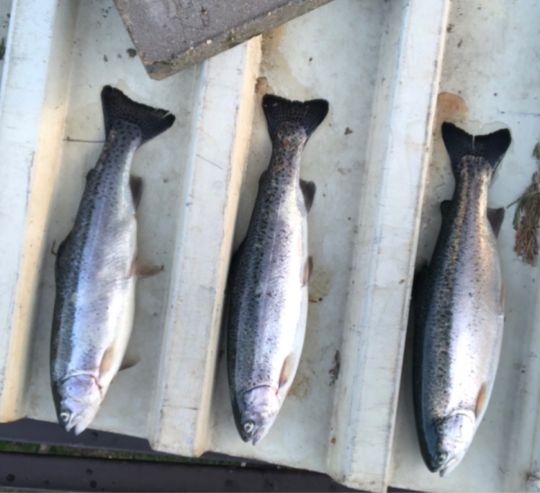 Seebreede (Windheim)