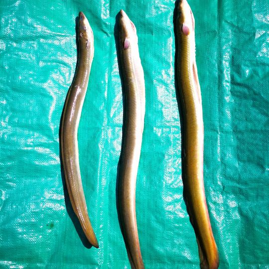 Elbe (Lenzen/Elbe)-1