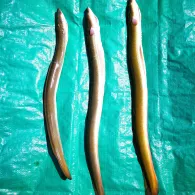 Elbe (Lenzen/Elbe)-1