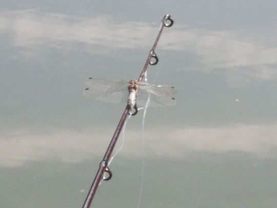 Fischbacher Teich angeln