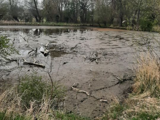 Schenkteich (Zweimen)-2