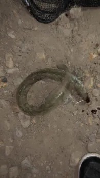 Stichkanal Püsselbüren-4