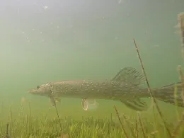 Talsperre Saidenbach-2