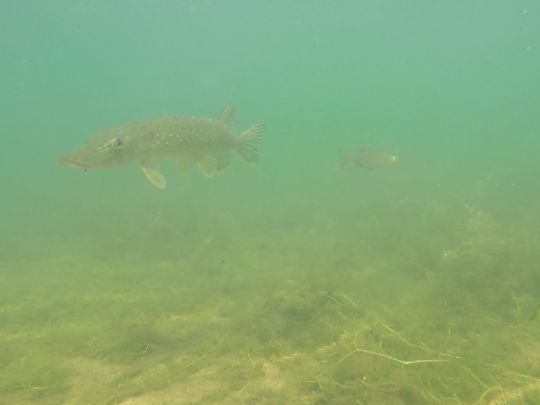 Talsperre Saidenbach-4