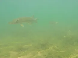 Talsperre Saidenbach-4