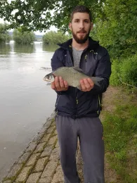 Rhein (Ingelheim / Oestrich-Winkel))-4