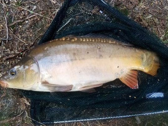 Badesee Sachsendorf-2