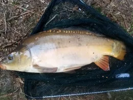 Badesee Sachsendorf-2