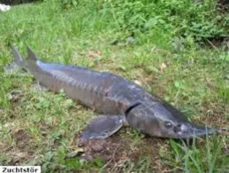 Krankenhausteich (Neustadt am Rübenberge)