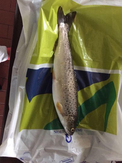 Flensburger Förde (Langballigau)-1