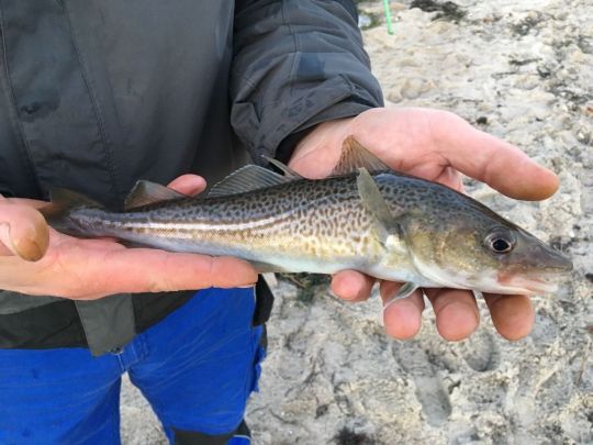 Flensburger Förde (Langballigau)-2