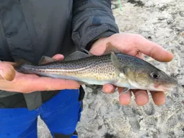 Flensburger Förde (Langballigau)-2