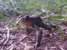 Großer Lienewitzsee-1