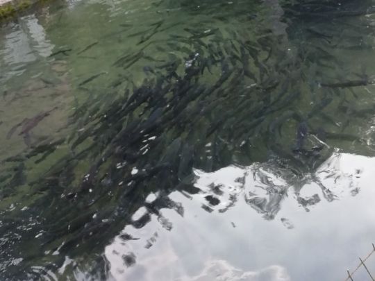 Weidensee (Stötten)