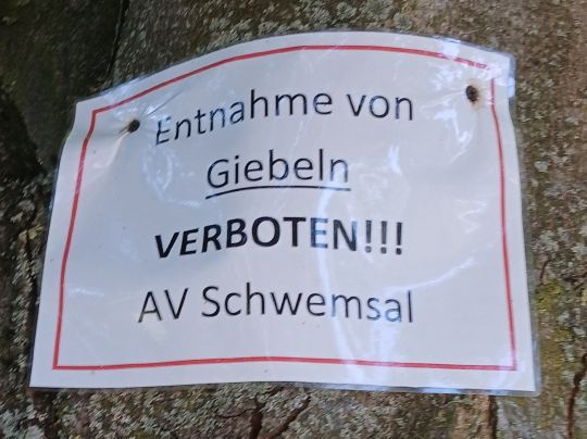 Badeteich (Schwemsal)