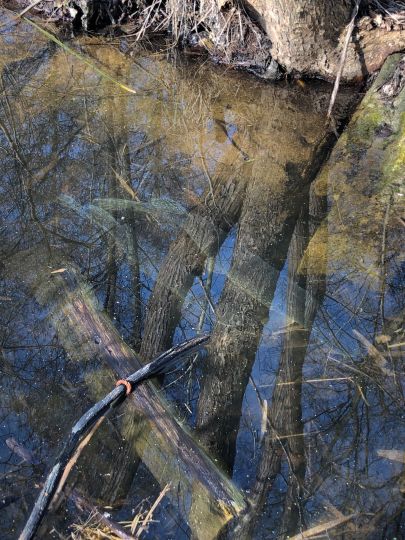 Großer Plessower See-1