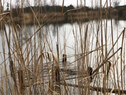 AWG Seen 1-3 (Gommern)-4