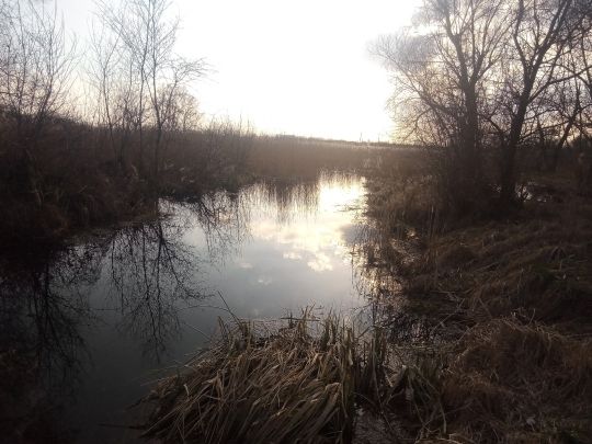 Buchholzsee (Brüssow)-1