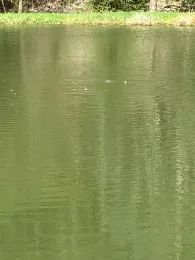 Vereinsteich Meuselbach