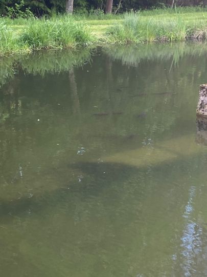 Vereinsteich Meuselbach-4