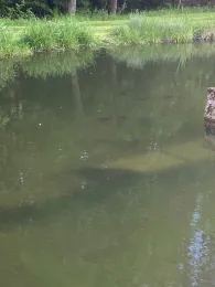 Vereinsteich Meuselbach-4