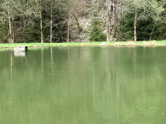 Vereinsteich Meuselbach-3